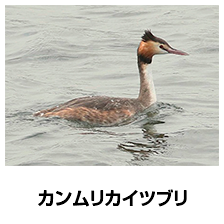 カンムリカイツブリ