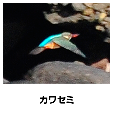 カワセミ