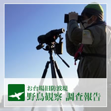お台場旧防波堤 野鳥観察 調査報告