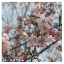 大漁桜